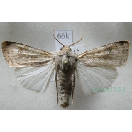 Agrotis trux (Hübner, 1824) Croatia66k
